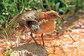 Rufous-faced Crake