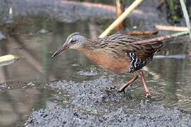 Virginia Rail