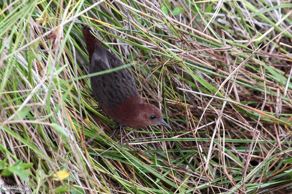 Slender-billed Flufftailadult