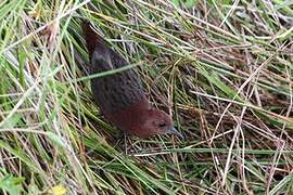 Slender-billed Flufftail