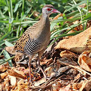 African Crake