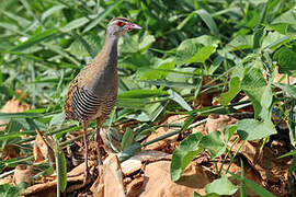 African Crake