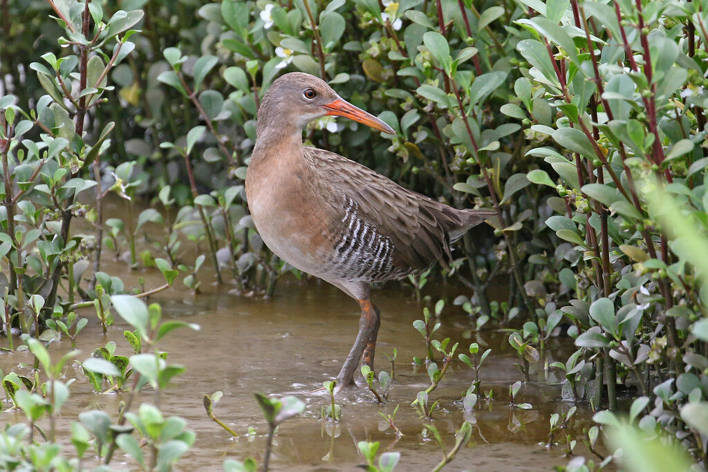 Mangrove Railadult