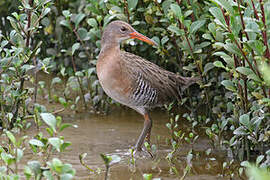 Mangrove Rail