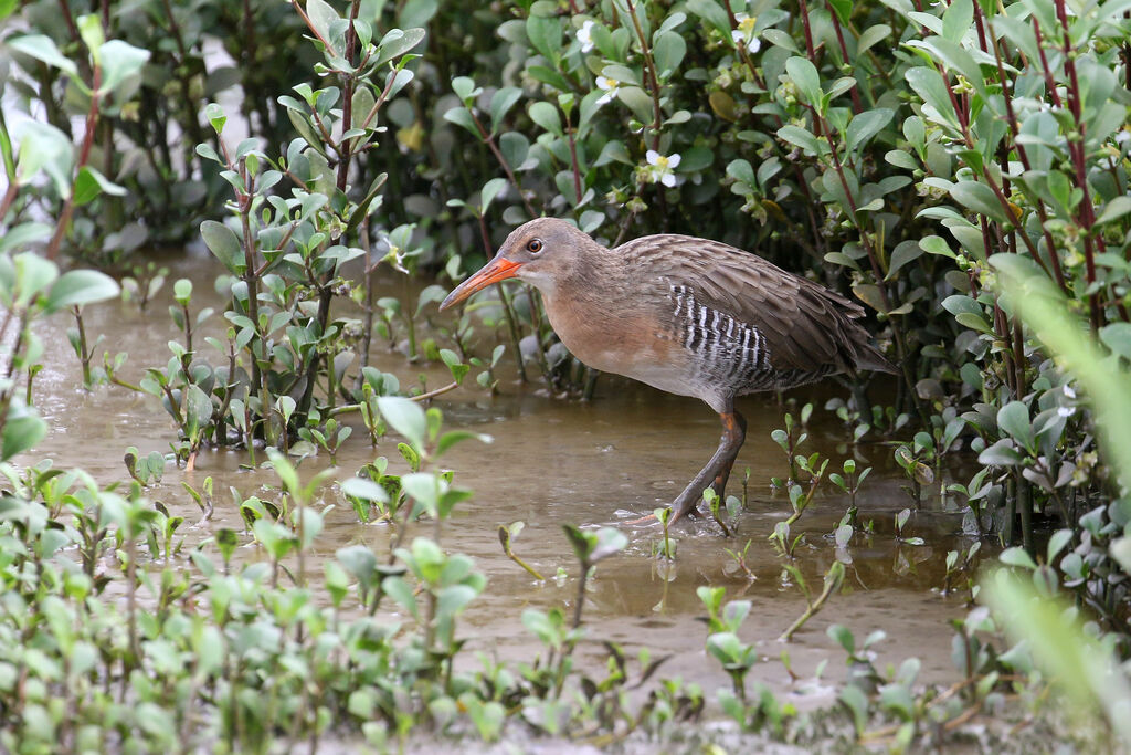 Mangrove Railadult