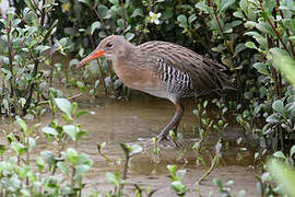 Mangrove Rail