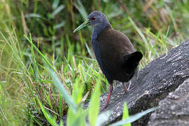 Blackish Rail