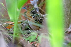 Ocellated Crake