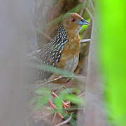 Ocellated Crake