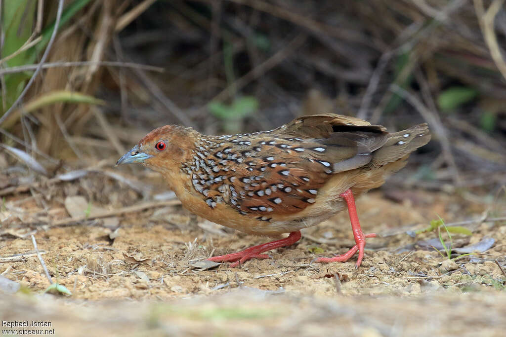 Râle ocelléadulte, identification