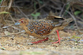 Ocellated Crake