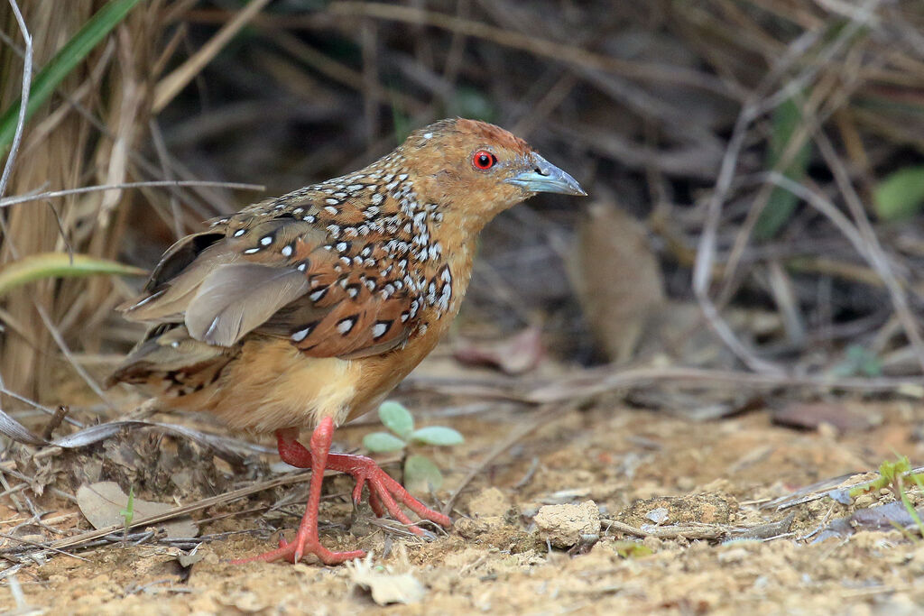 Ocellated Crake