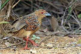 Ocellated Crake