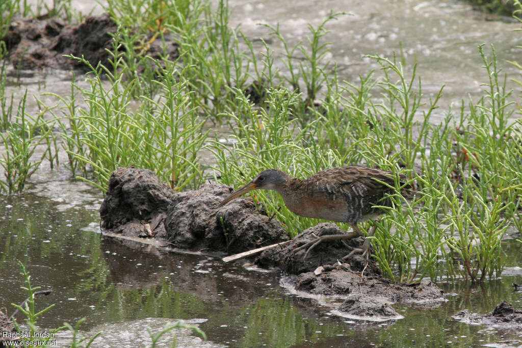 Râle tapageuradulte, identification