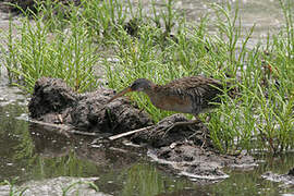 Clapper Rail