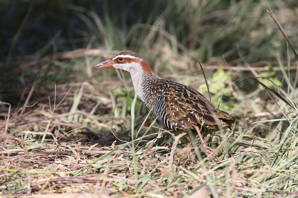 Buff-banded Railadult, identification