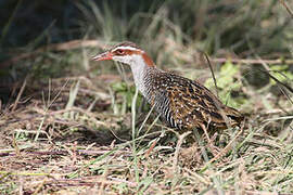 Buff-banded Rail