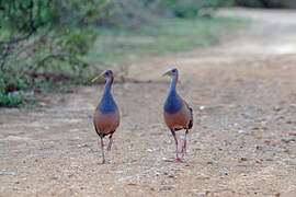 Giant Wood Rail