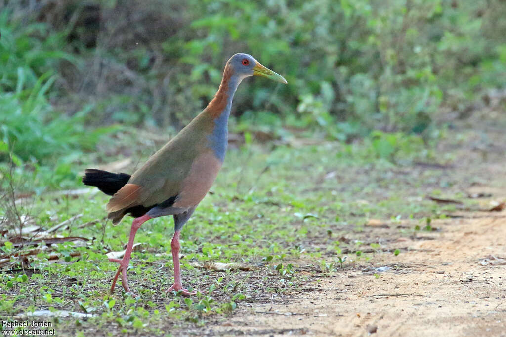 Giant Wood Railadult, identification