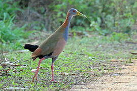 Giant Wood Rail