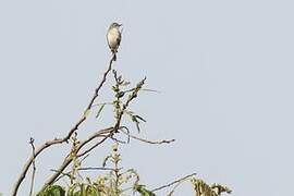 Rand's Warbler