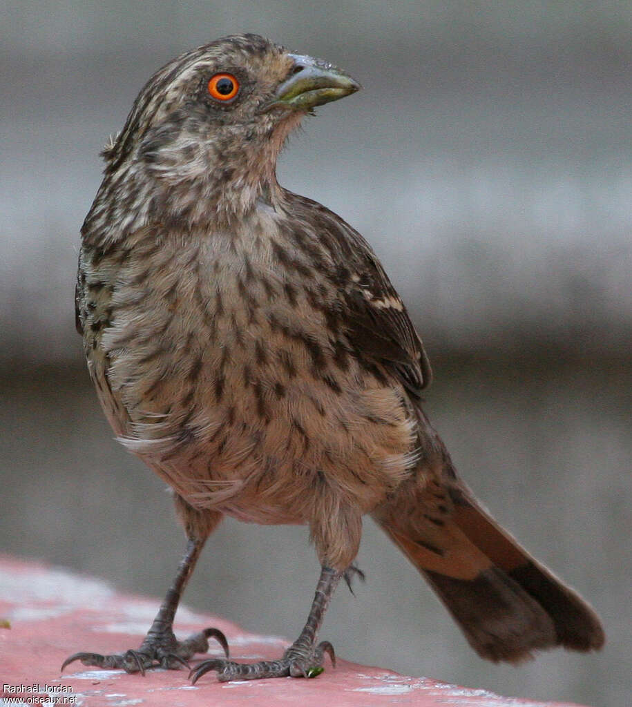 Rufous-tailed Plantcutter female adult