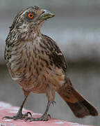 Rufous-tailed Plantcutter