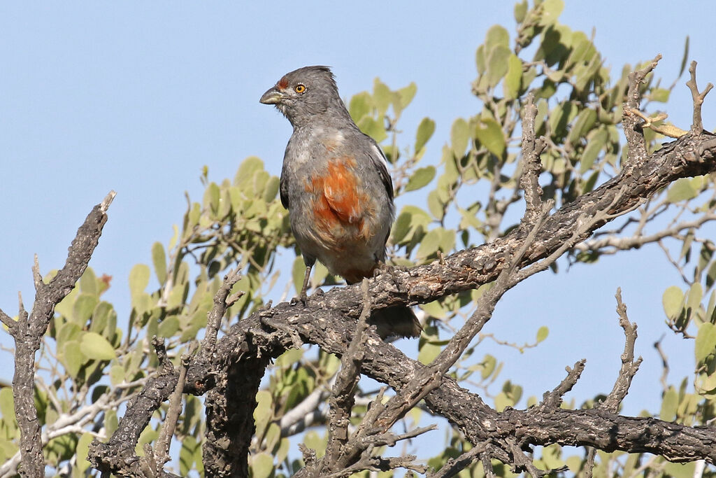 Rara du Pérou mâle adulte