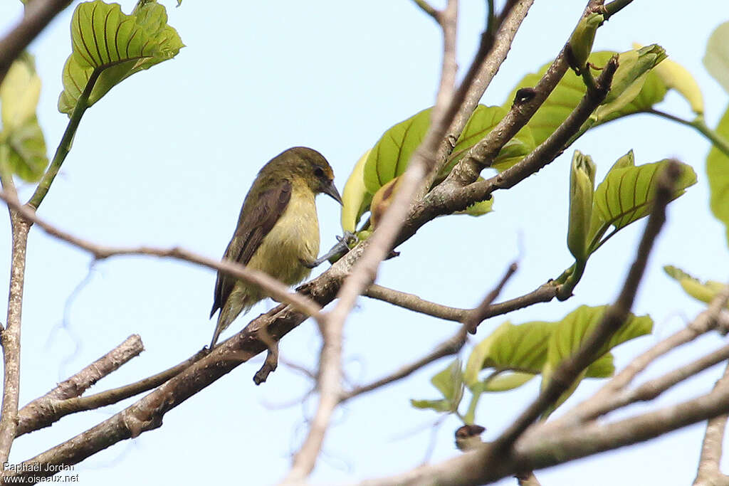 Forest Penduline Titadult