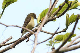 Forest Penduline Tit