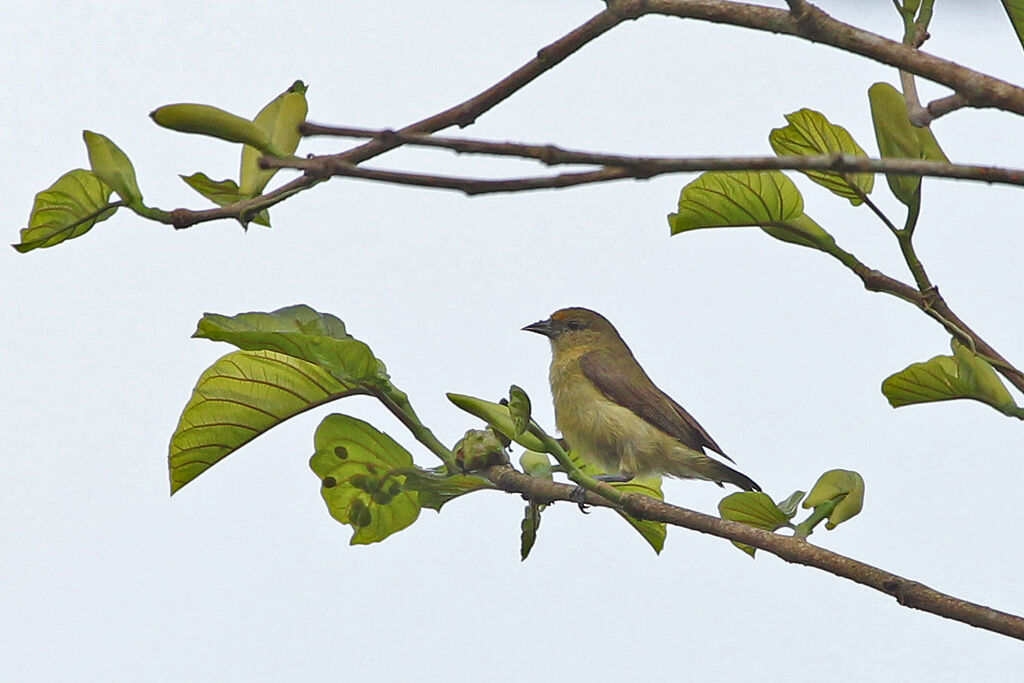 Forest Penduline Titadult