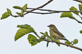 Forest Penduline Tit