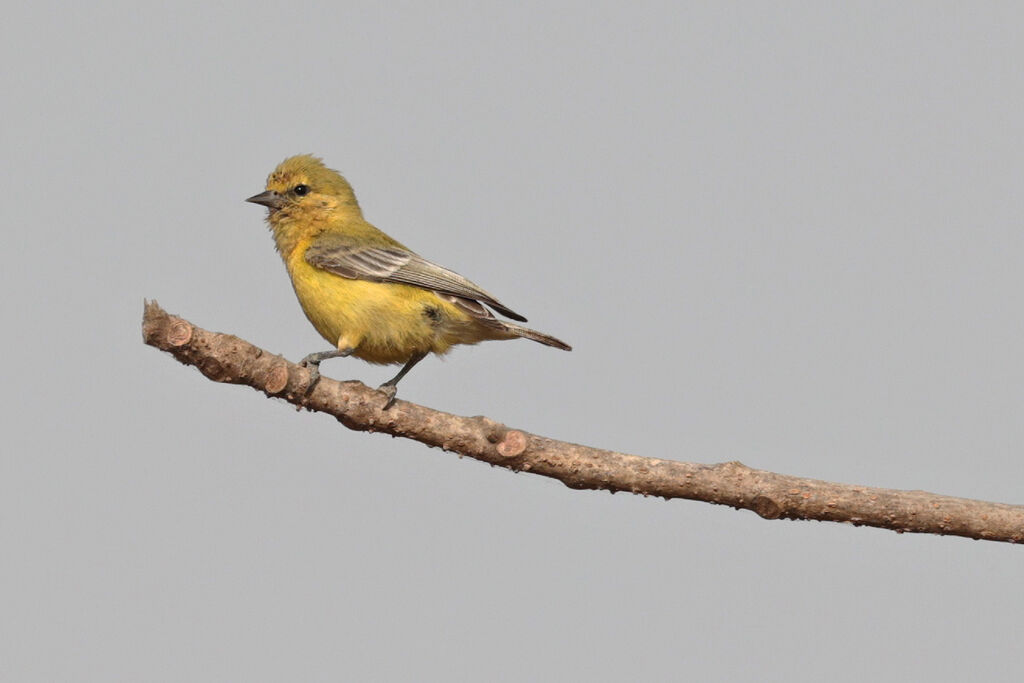 Yellow Penduline Titadult