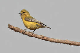 Yellow Penduline Tit