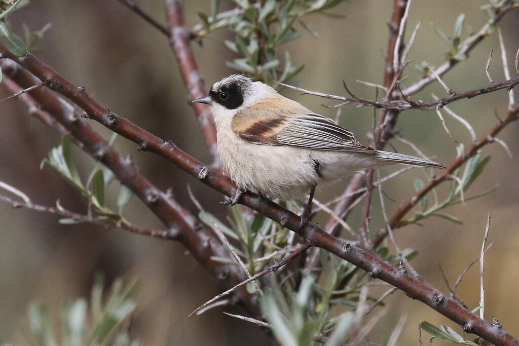 White-crowned Penduline Titadult breeding