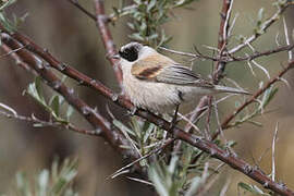 White-crowned Penduline Tit