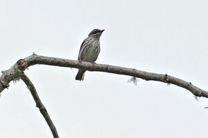 Rhabdornis à tête brune