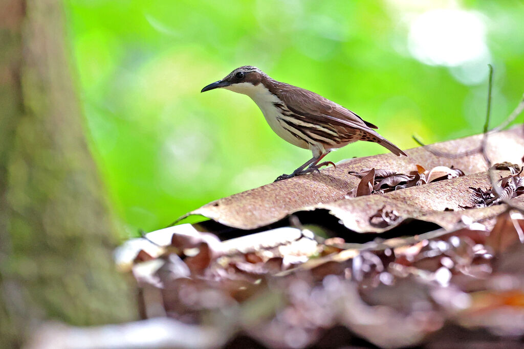 Stripe-headed Rhabdornis