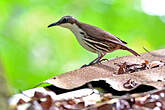Rhabdornis à tête striée