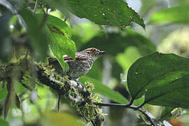 Mottled Berryhunter