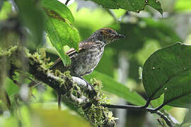 Mottled Berryhunter