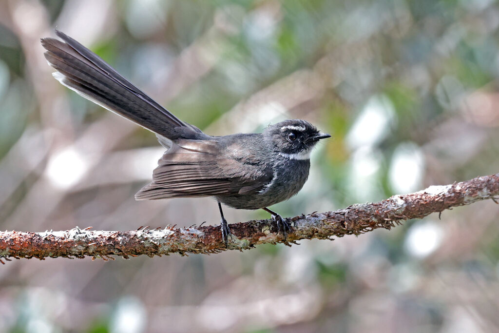 White-throated Fantail