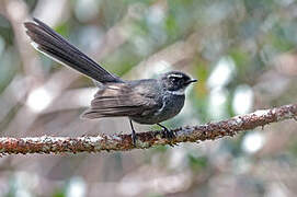 White-throated Fantail