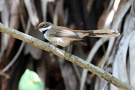 Supertramp Fantail