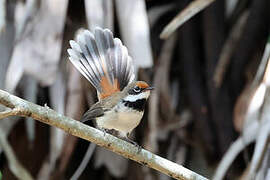 Supertramp Fantail