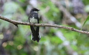 Northern Fantail