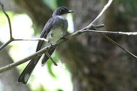 Northern Fantail