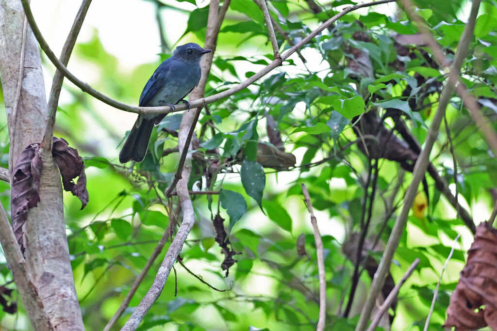 Rhipidure bleuadulte