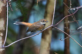Gilolo Fantail