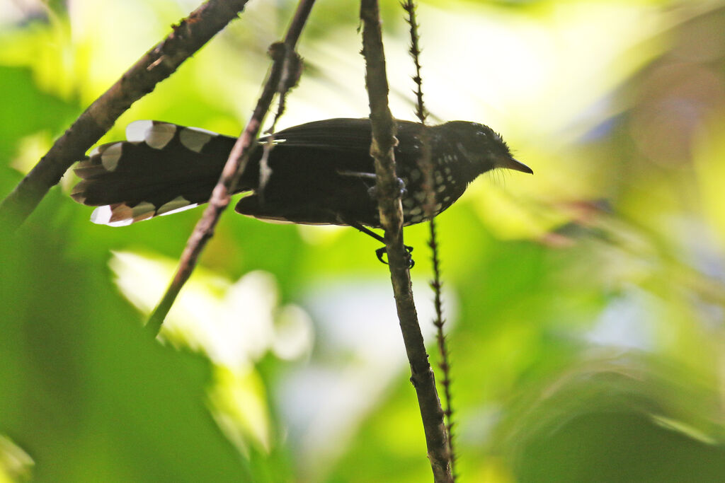 Black Thicket Fantail male adult